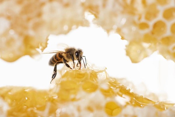 Le miel de nigelle : que faut-il en savoir pour un usage bénéfique à la santé ?